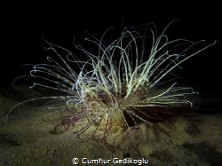 Pachycerianthus solitarius
Beauty of Night Dive by Cumhur Gedikoglu 